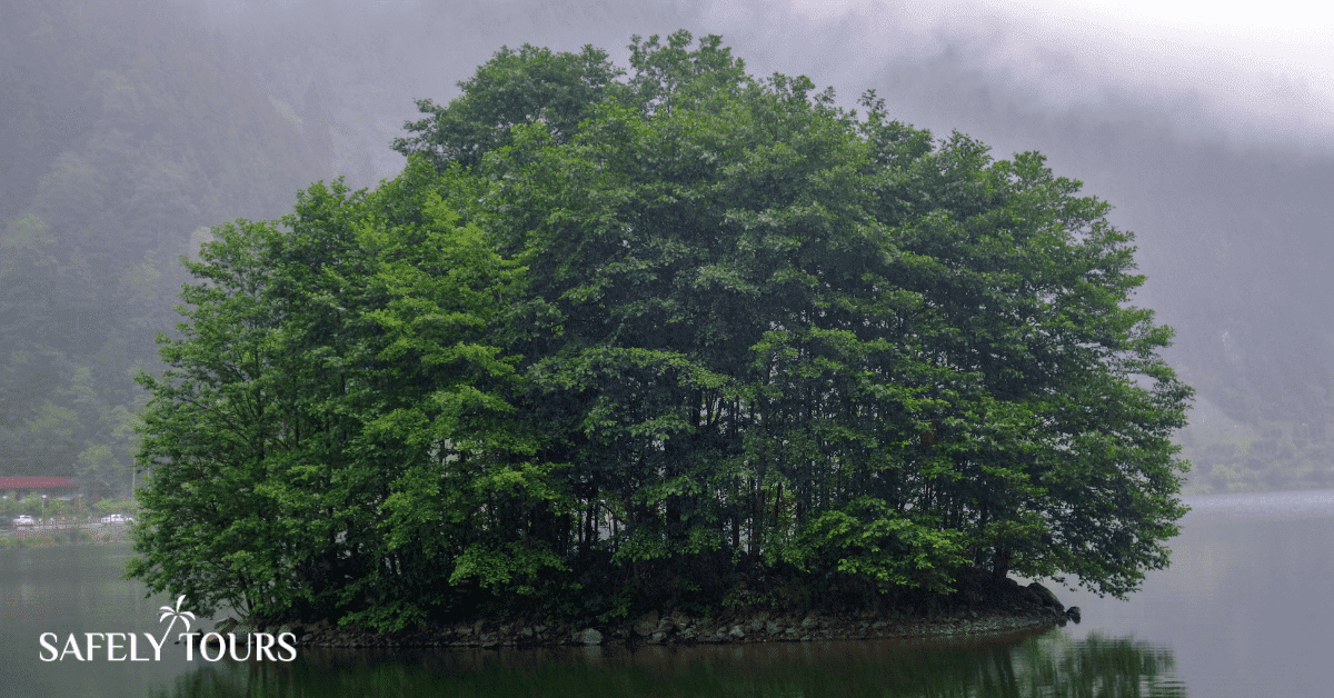 جولة اوزنجول - الشجرة في وسط بحيرة اوزنجول