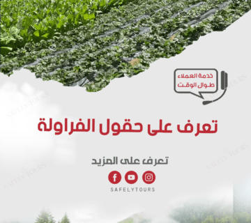 مزارع الفراولة في ريف طرابزون التركي 3 ثقبقثبثق